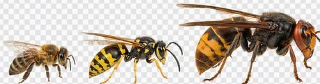 Abeille, guêpe, frelon