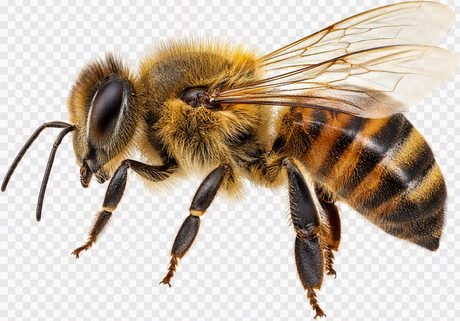 L'abeille de profil