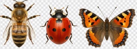 Cartes insectes