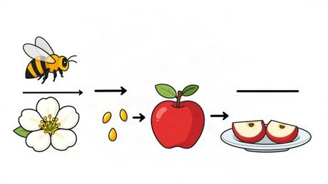 Pollinisation, planche complète