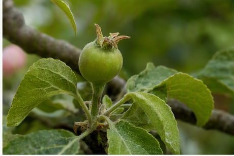 2 · Le tout petit fruit