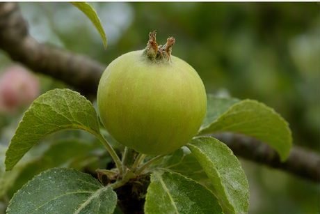 3 · Le fruit vert