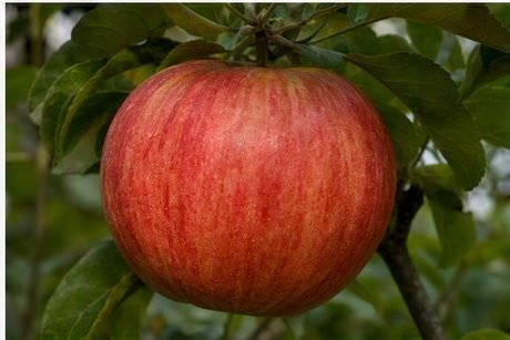 4 · La pomme mûre